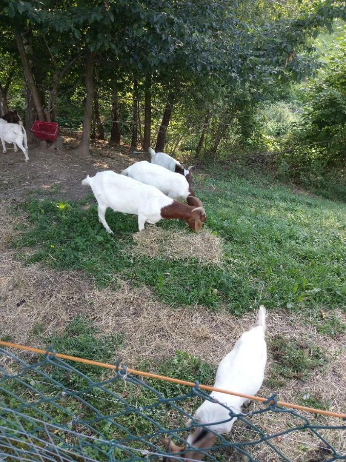 Sostanj Velenje Ravne Sobe Rooms Vrtacnik D O O المظهر الخارجي الصورة